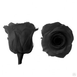 Роза Медиум черный