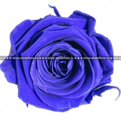Роза Медиум светло-фиолетовый