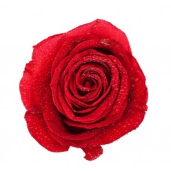 Роза Экстра красный
