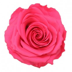 Роза Стандарт розовый