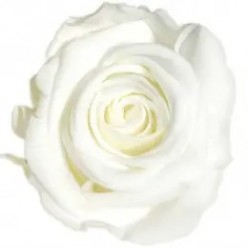 Роза Макси белый