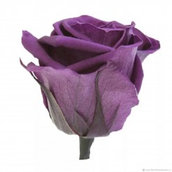 Роза Медиум темно-фиолетовый