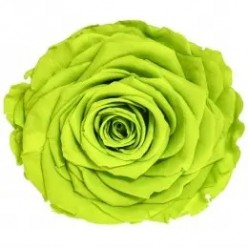 Роза Соло зеленый