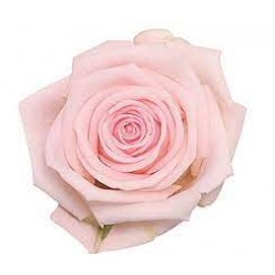 Роза Стандарт нежно розовый