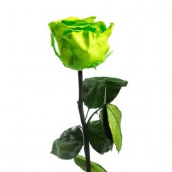 Роза на стебле, зеленый