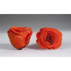 Роза Медиум оранжевый