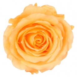 Роза Экстра персиковый