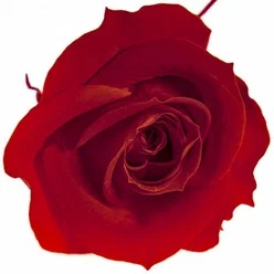 Роза Медиум красный