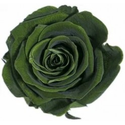 Роза Медиум темно-зеленый