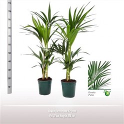 Howea Forsteriana 3pp