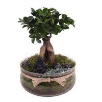 Ficus Ginseng o (Фикус Гинсенг)