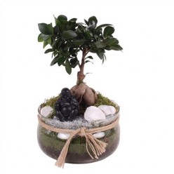 Ficus Ginseng GlassBowl White (Фикус Гинсенг)