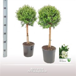 Мирт на стебле (Myrtus On Stem)