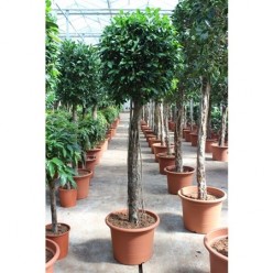 Ficus Nitida On Stem