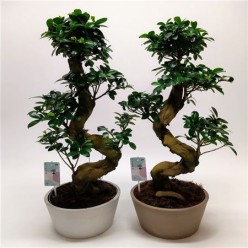Ficus Ginseng (Фикус Гинсенг)