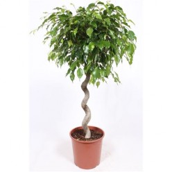 Ficus Benjamina Exotica  Spiral  (Фикус БенджаминаЭкзотика спираль)