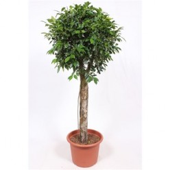 Ficus Nitida On Stem