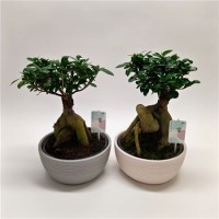 Ficus Ginseng (Фикус Гинсенг)