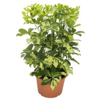 Schefflera Carnaval 3pp