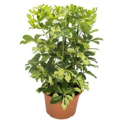 Schefflera Carnaval 3pp