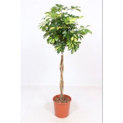 Schefflera Gold Capella Twisted Stem