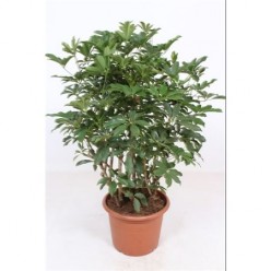 Schefflera Compacta Bush