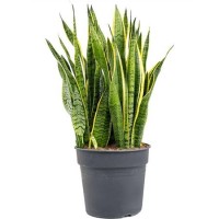 Sansevieria Laurentii