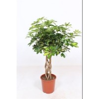 Schefflera Gold Capella Tube