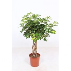 Schefflera Gold Capella Tube
