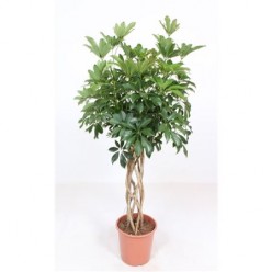 Schefflera Compacta Tube