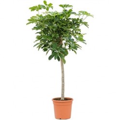 Schefflera Compacta On Stem