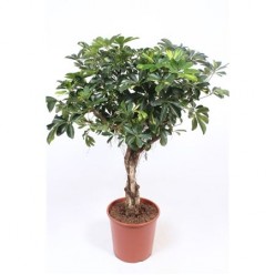 Schefflera Gold Capella On Stem