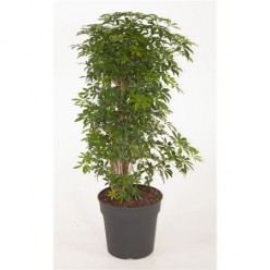 Schefflera Luseana Branched