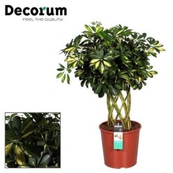 Schefflera Gold Capella Petate (decorum)