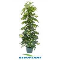 Schefflera Dalton
