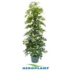 Schefflera Dalton