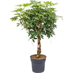 Schefflera Arboricola On Stem