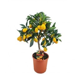 Citrus Kumquat (Цитрус Кумкват)