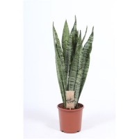 Sansevieria Zeylanica (Сансевиерия Зейланика)