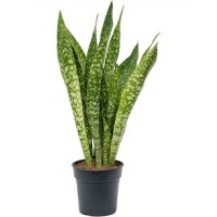 Sansevieria Masoniana Dragon  (Сансевиерия Масониана Дракон)