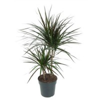 Dracena Magenta ( Драцена Маджента)