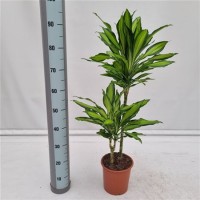 Dracena Cintho (Драцена Цинто)