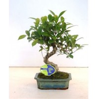 Ficus retusa (Фикус Ретуза)