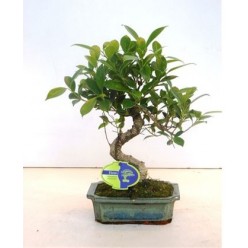Ficus retusa (Фикус Ретуза)