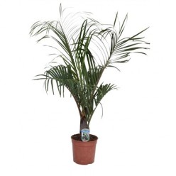 Dypsis Decaryi (Дипсис Декари)