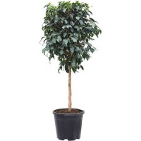 Ficus Benjamina Danielle On Stem (Фикус Бенджамина Даниэль одноствольный)