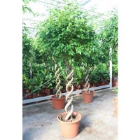 Ficus Benjamina (Фикус Бенджамина Экзотика Двойная спираль)