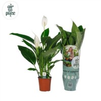 Spathiphyllum (Спатифиллум) 