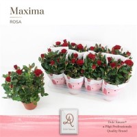 Rosa Red (Роза Красная)