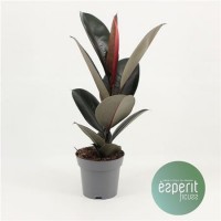 Ficus Elastika Abidjan (Фикус Эластика Абиджан)